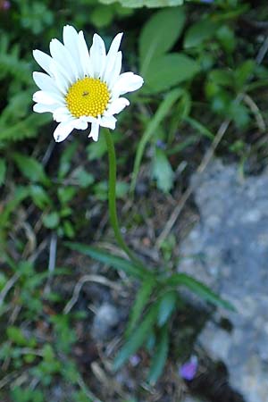 Leucanthemum atratum subsp. halleri \ Hallers Schwarzrand-Margerite, Hallers Schwarzrand-Wucherblume / Haller's Ox-Eye Daisy, A Schneealpe 30.6.2020