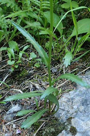 Leucanthemum atratum subsp. halleri \ Hallers Schwarzrand-Margerite, Hallers Schwarzrand-Wucherblume / Haller's Ox-Eye Daisy, A Schneealpe 30.6.2020