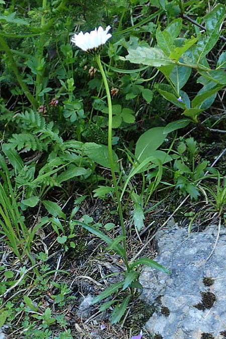 Leucanthemum atratum subsp. halleri \ Hallers Schwarzrand-Margerite, Hallers Schwarzrand-Wucherblume / Haller's Ox-Eye Daisy, A Schneealpe 30.6.2020