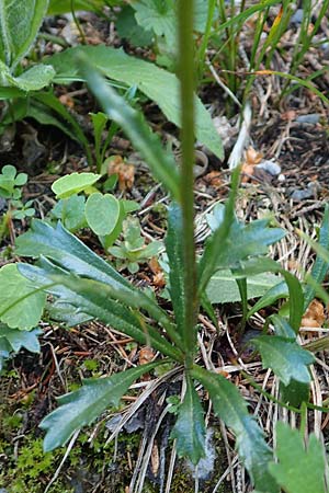 Leucanthemum atratum subsp. halleri \ Hallers Schwarzrand-Margerite, Hallers Schwarzrand-Wucherblume / Haller's Ox-Eye Daisy, A Schneealpe 30.6.2020