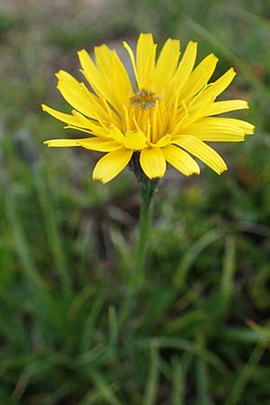 Scorzoneroides helvetica \ Schweizer Schuppenlwenzahn, A Wölzer Tauern, Kleiner Zinken 26.6.2021