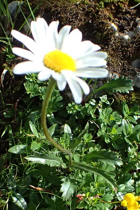 Leucanthemum atratum subsp. halleri \ Hallers Schwarzrand-Margerite, Hallers Schwarzrand-Wucherblume / Haller's Ox-Eye Daisy, A Trenchtling 6.7.2024