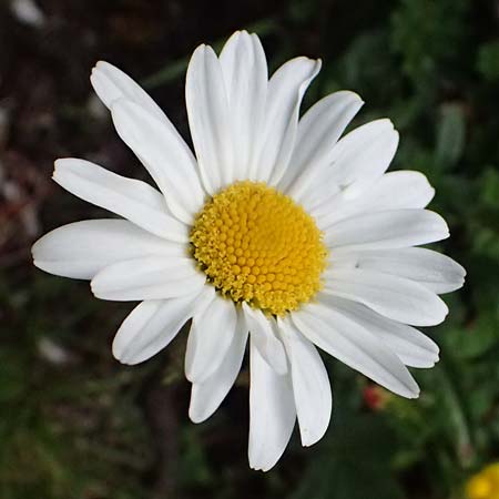 Leucanthemum atratum subsp. halleri \ Hallers Schwarzrand-Margerite, Hallers Schwarzrand-Wucherblume / Haller's Ox-Eye Daisy, A Trenchtling 6.7.2024