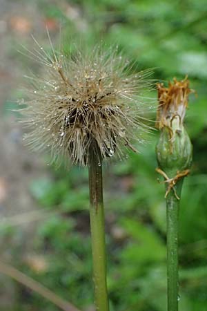 Leontodon hispidus subsp. hastilis \ Kahler Rauer L�wenzahn / Glabrous Rough Hawkbit, A Tyrnau 17.8.2026
