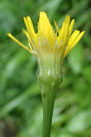 Leontodon hispidus subsp. hastilis \ Kahler Rauer L�wenzahn / Glabrous Rough Hawkbit, A Tyrnau 17.8.2026