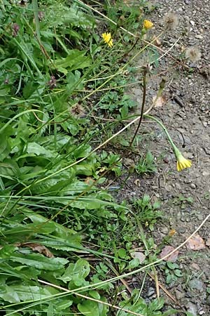 Leontodon hispidus subsp. hastilis \ Kahler Rauer L�wenzahn / Glabrous Rough Hawkbit, A Tyrnau 17.8.2026