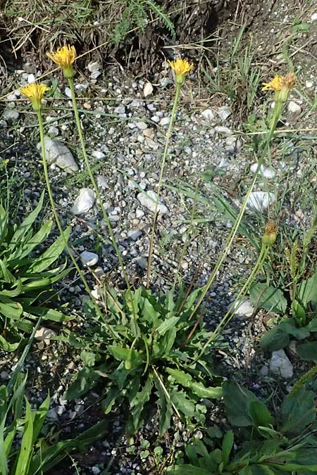 Leontodon hispidus subsp. hastilis \ Kahler Rauer L�wenzahn / Glabrous Rough Hawkbit, A Schladming 19.8.2026