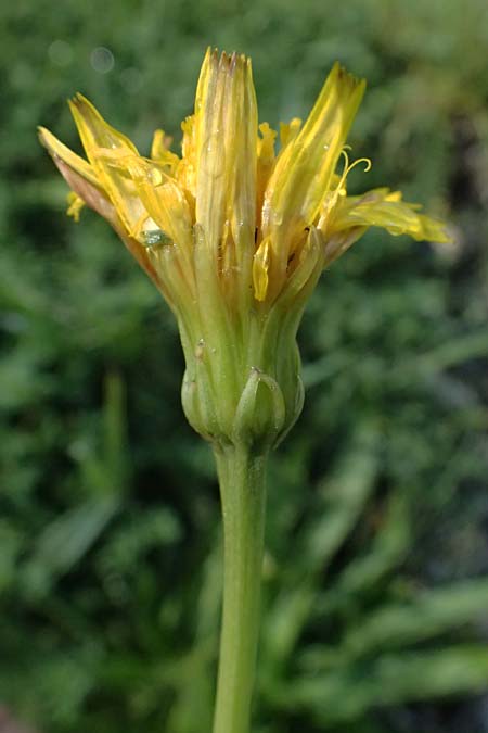 Leontodon hispidus subsp. hastilis \ Kahler Rauer L�wenzahn / Glabrous Rough Hawkbit, A Schladming 19.8.2026