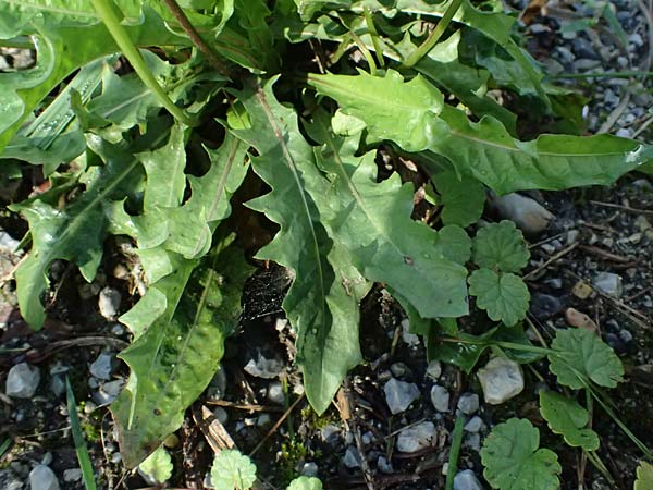 Leontodon hispidus subsp. hastilis \ Kahler Rauer L�wenzahn / Glabrous Rough Hawkbit, A Schladming 19.8.2026