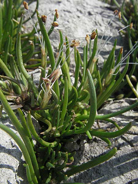 Littorella uniflora \ Strandling / Shoreweed, A Bregenz 21.4.2007