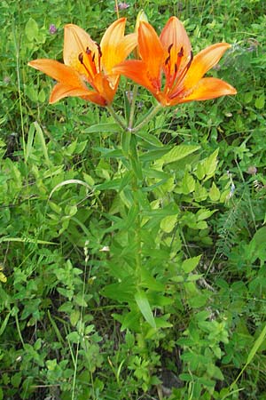 Lilium bulbiferum subsp. bulbiferum \ Brutknllchentragende Feuerlilie / Orange Lily, A Kärnten/Carinthia, Hochobir 1.7.2010