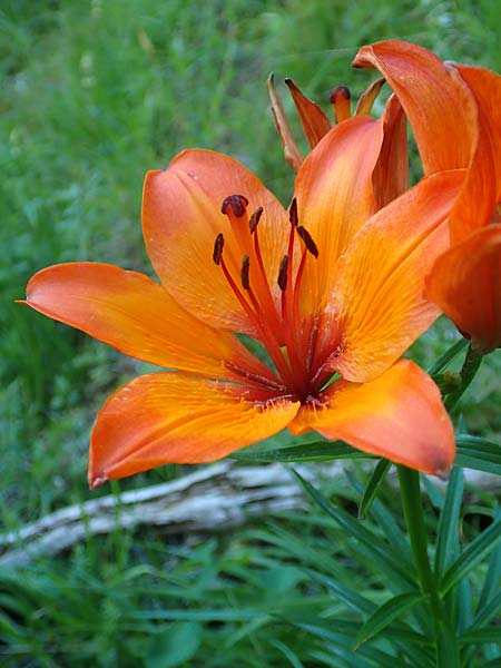 Lilium bulbiferum subsp. croceum \ Orangerote Feuerlilie / Orange Lily, A Schneealpe 30.6.2020