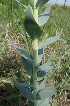 Linaria genistifolia \ Ginsterblttriges Leinkraut / Broomleaf Toadflax, A Seewinkel, Podersdorf 9.5.2022
