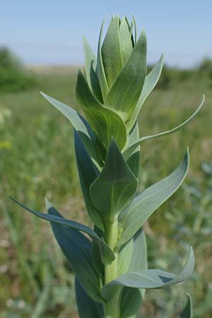 Linaria genistifolia \ Ginsterblttriges Leinkraut / Broomleaf Toadflax, A Seewinkel, Podersdorf 9.5.2022