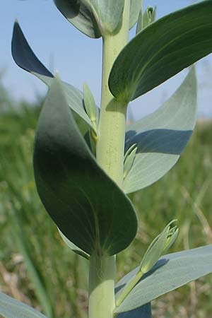 Linaria genistifolia \ Ginsterblttriges Leinkraut / Broomleaf Toadflax, A Seewinkel, Podersdorf 9.5.2022