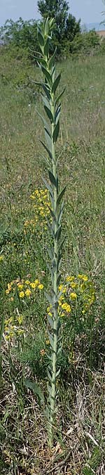 Linaria genistifolia \ Ginsterblttriges Leinkraut / Broomleaf Toadflax, A Seewinkel, Podersdorf 9.5.2022