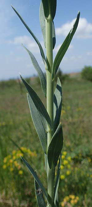 Linaria genistifolia \ Ginsterblttriges Leinkraut / Broomleaf Toadflax, A Seewinkel, Podersdorf 9.5.2022