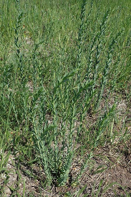 Linaria genistifolia \ Ginsterblttriges Leinkraut / Broomleaf Toadflax, A Seewinkel, Illmitz 9.5.2022