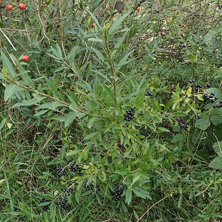 Ligustrum vulgare \ Gewhnlicher Liguster / Wild Privet, A Seewinkel, Illmitz 26.9.2022