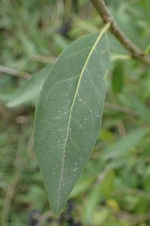 Ligustrum vulgare \ Gewhnlicher Liguster / Wild Privet, A Seewinkel, Illmitz 26.9.2022