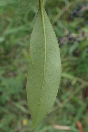 Ligustrum vulgare \ Gewhnlicher Liguster / Wild Privet, A Seewinkel, Illmitz 26.9.2022