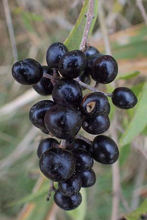 Ligustrum vulgare \ Gewhnlicher Liguster / Wild Privet, A Seewinkel, Illmitz 26.9.2022