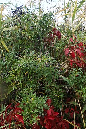 Ligustrum vulgare \ Gewhnlicher Liguster / Wild Privet, A Seewinkel, Illmitz 26.9.2022