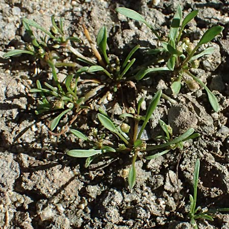 Limosella aquatica \ Schlammling, Wasser-Schlammkraut / Water Mudwort, A Zwettl 14.8.2026