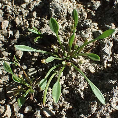 Limosella aquatica \ Schlammling, Wasser-Schlammkraut / Water Mudwort, A Zwettl 14.8.2026