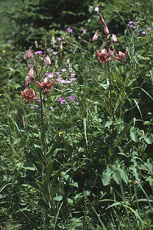 Lilium martagon \ Trkenbund-Lilie / Turkscap Lily, A Almajur - Tal / Valley 13.7.1987