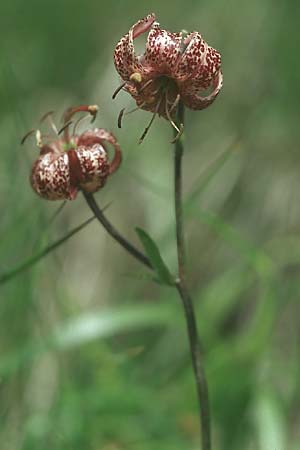 Lilium martagon \ Trkenbund-Lilie / Turkscap Lily, A Ost-Tirol Innervillgraten 3.8.2004