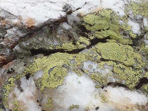 Rhizocarpon geographicum \ Landkarten-Flechte / Map Lichen, A K&auml;rnten/Carinthia, Koralpe 21.5.2016