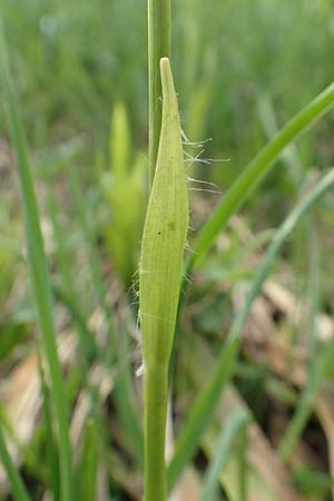Luzula luzuloides \ Weiliche Hainsimse / White Wood-Rush, A Pusterwald, Eiskar 1.7.2019