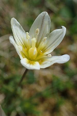 Gagea serotina \ Spte Faltenlilie / Snowdon Lily, A Wölzer Tauern, Hoher Zinken 26.6.2021