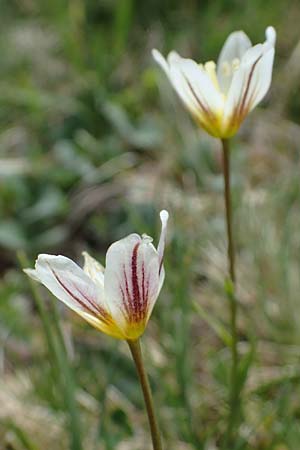 Gagea serotina \ Spte Faltenlilie / Snowdon Lily, A Wölzer Tauern, Kleiner Zinken 26.6.2021