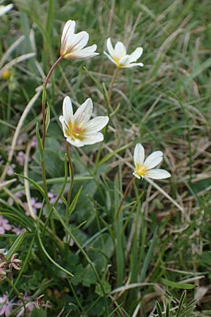 Gagea serotina \ Spte Faltenlilie / Snowdon Lily, A Wölzer Tauern, Hoher Zinken 26.6.2021