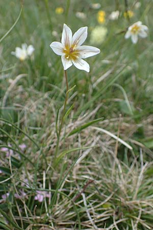 Gagea serotina \ Spte Faltenlilie / Snowdon Lily, A Wölzer Tauern, Hoher Zinken 26.6.2021