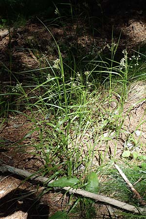 Luzula luzuloides \ Weiliche Hainsimse / White Wood-Rush, A Seetaler Alpen, Zirbitzkogel 28.6.2021