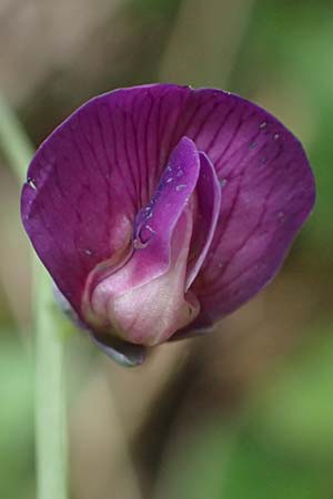 Lathyrus linifolius \ Berg-Platterbse / Bitter Vetchling, A Garanas 13.5.2025