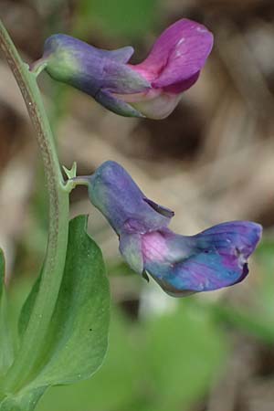 Lathyrus linifolius \ Berg-Platterbse / Bitter Vetchling, A Garanas 13.5.2025