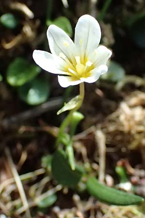 Gagea serotina \ Spte Faltenlilie / Snowdon Lily, A Kolm Saigurn 2.7.2025