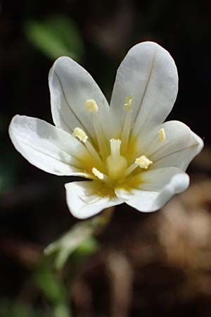 Gagea serotina \ Spte Faltenlilie / Snowdon Lily, A Kolm Saigurn 2.7.2025