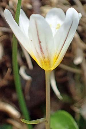Gagea serotina \ Spte Faltenlilie / Snowdon Lily, A Kolm Saigurn 2.7.2025