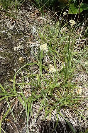 Luzula lutea \ Gold-Hainsimse / Yellow Wood-Rush, A Bad Leonfelden 11.6.2026