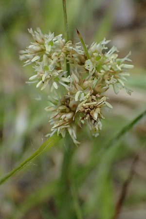 Luzula lutea \ Gold-Hainsimse / Yellow Wood-Rush, A Bad Leonfelden 11.6.2026