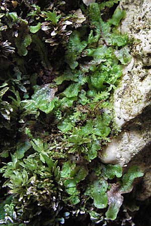Marchantia polymorpha \ Brunnen-Lebermoos / Liverwort, A K&auml;rnten/Carinthia, Petzen 21.7.2007