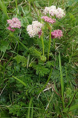 Ligusticum mutellina \ Alpen-Mutterwurz / Mutelline, A Schneealpe 30.6.2020