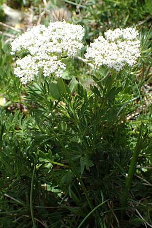 Ligusticum mutellina \ Alpen-Mutterwurz / Mutelline, A Wölzer Tauern, Kleiner Zinken 26.6.2021