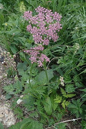 Ligusticum mutellina \ Alpen-Mutterwurz / Mutelline, A Pusterwald, Eiskar 29.6.2021