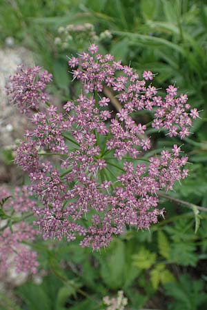 Ligusticum mutellina \ Alpen-Mutterwurz / Mutelline, A Pusterwald, Eiskar 29.6.2021
